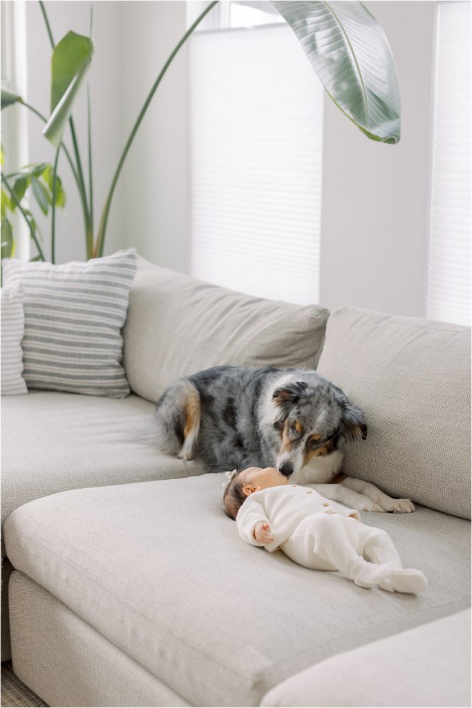 in-home family session dog with baby on the couch